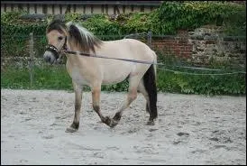 Combien de temps doit durer une sance de longe ?