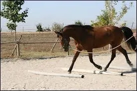 O emmnes-tu ton cheval avant de le longer ?