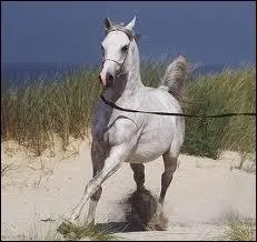 Comment fait-on avancer le cheval quand on le longe ?