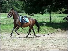 Quelles allures sont autorises quand on longe ?