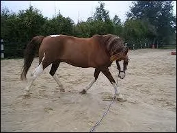 Comment arrter un cheval  la longe ?