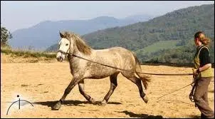 Que faire si le cheval s'emballe ?