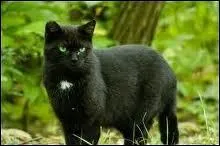 Je suis un chat noir amoureux d'une chatte d'un autre clan. Je suis...