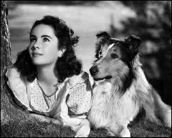 Chienne colley qui a inspir plusieurs films et sries. Dans un de ces films, on retrouve Elisabeth Taylor encore enfant :