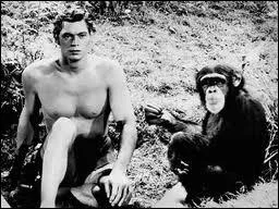 Guenon que l'on voit constamment aux cts de Tarzan :