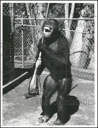 Guenon impertinente amie du lion de la srie Daktari :