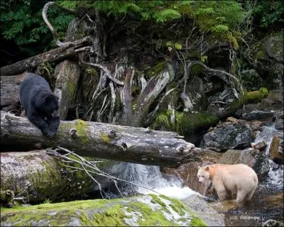 Tous les deux sont de la mme espces, mais celui de droite est vu trs rarement, un peu comme un fantme !