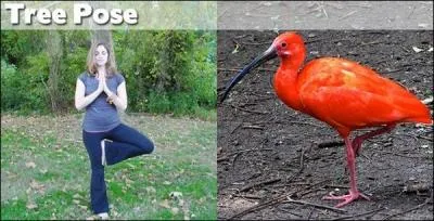 Ador des gyptiens, il fait lui aussi du yoga !