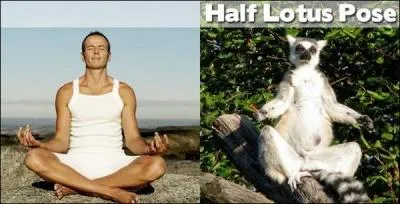 Il fait l'acrobate  Madagascar !