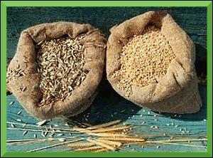 Les Romains mangeaient chichement. Ils prparaient une pitance avec des grains d'peautre ou de froment torrfies et concasss, cuits dans de l'eau. A quel plat cela vous fait-il penser ?
