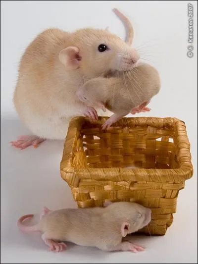 De quel film cet animal est-il le hros ?