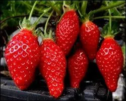 Comment appelle-t-on une personne spcialise dans la culture des plants de fraisiers ?