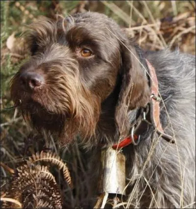 Quel oiseau migrateur particulirement pris chasse-t-on au chien d'arrt dans les forts du Prigord ?