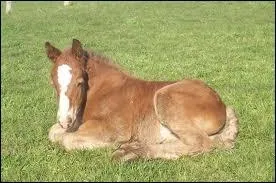 Comment s'appelle le bb de la jument ?