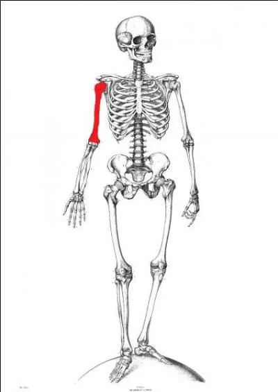 Quel est le nom de l'os qui se situe entre l'paule et le coude ?