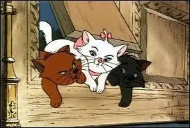 Qui sont ces trois petits chatons ?