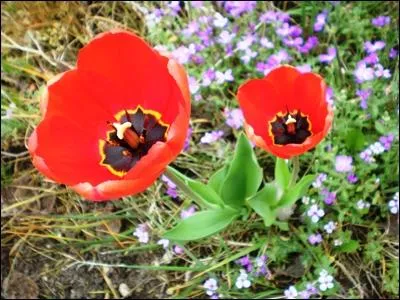 Quelle est cette fleur ?