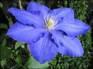 Quelle est cette fleur ?