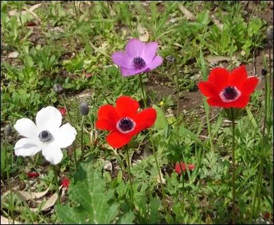 Quelle est cette fleur ?