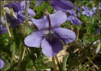 Quelle est cette fleur ?