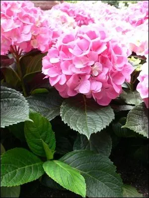 Quelle est cette fleur ?