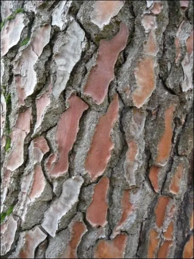 Quel est le nom scientifique de cet arbre ?