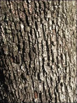 Quel est le nom scientifique de cet arbre ?