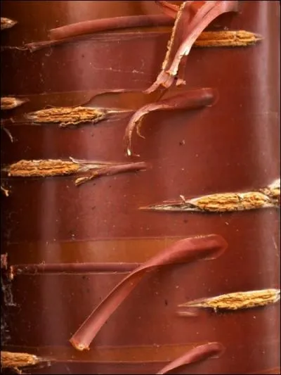 Quel est le nom scientifique de cet arbre ?