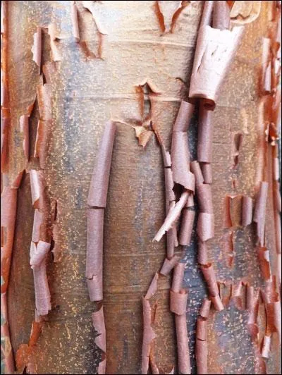 Quel est le nom scientifique de cet arbre ?