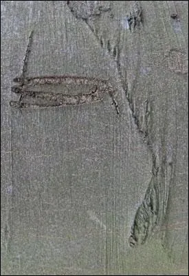 Quel est le nom scientifique de cet arbre ?