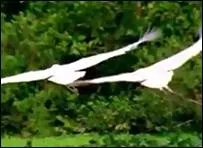 De quel g�n�rique est tir�e cette image ?