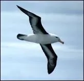 Ce voyageur ail comme il est gauche et veule, lui nagure si beau qu'il est comique et laid...