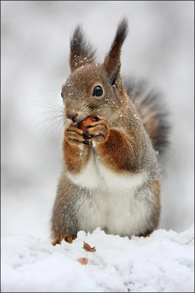 Dans quel film des studios Disney peut-on entendre le  Casse-noisette  de Tchaikovski ?