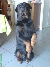 (Ce chien fait ... ) Pou...