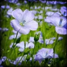 Le mot commence par : Pou...