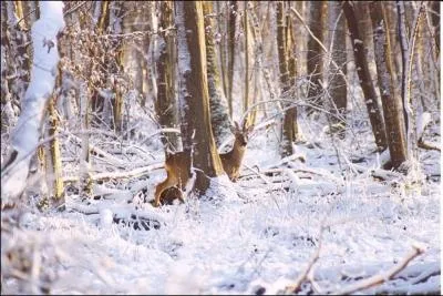 Arbre du (... ) sombre (... ) le chevreuil s'chappe,