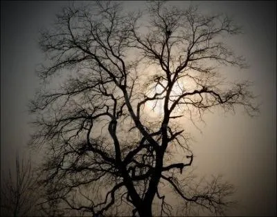 Je (... ) porter les toits, ayant port les nids,