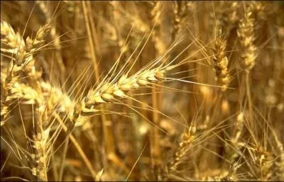 Et (... ) l'pi d'or de la terre profonde.