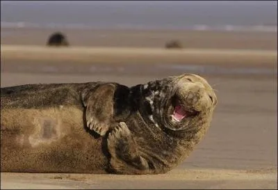 Je vous propose une abrviation, trs en vogue sur Quiz.biz !