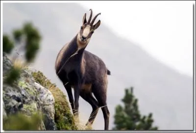 Quel est le poids d'un isard ?