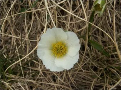Outre le blanc, quelle est l'autre couleur de la renoncule des Pyrénées ?