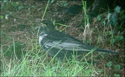 Quel oiseau migrateur, nichant dans les Pyrénées, fut, avant sa protection, un gibier prisé sous le nom de pie de mars ?