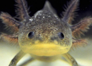 Quiz Dcouvrir Julio Cortzar avec Axolotls. N1