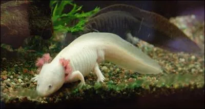 Complétez : Sur son dos, une (...) transparente se (...) à la queue ;