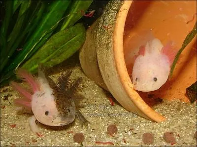 ... c'est alors que je (...) leurs yeux, leur visage.