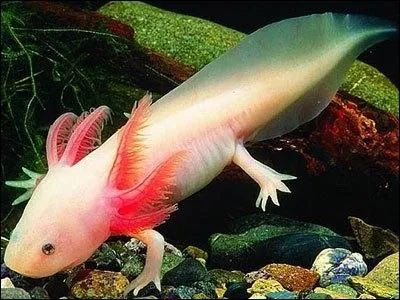 Complétez : De chaque (...) de la tête, à la place des oreilles, se dressaient de très petites branches (...) comme du corail".