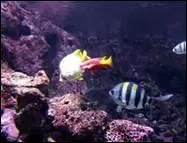 Complétez : J'(...) les voir à l'aquarium du Jardin des Plantes et je (...) des heures à les regarder,