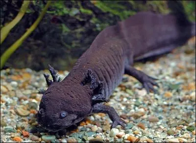 - à (...) leur immobilité, leurs mouvements obscurs.