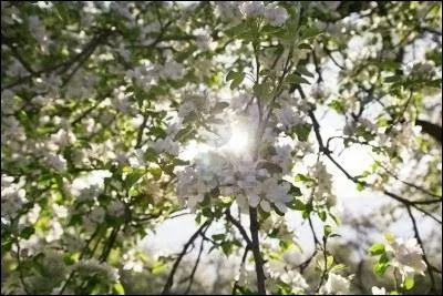 Complétez : Le hasard me (...) vers eux un matin de printemps
