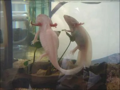 Complétez : Dès le premier instant j'avais senti que (...) me liait à eux,